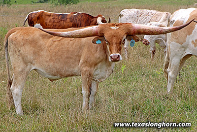 So Aloof Calf 2021 - Photo Number: m_4090.jpg