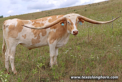 Dusty Crown Calf 2020 - Photo Number: m_4103.jpg