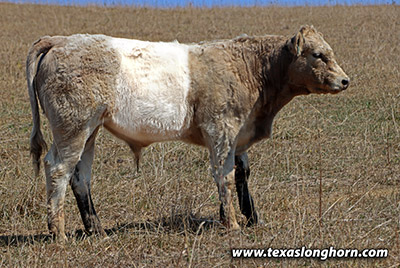 Wrap Out Calf 2024 - Photo Number: m_4763.jpg