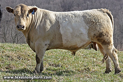 Silver Razor - Photo Number: mj_0394.jpg