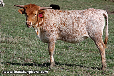 Sweet Cut 50 - Photo Number: mj_0750.jpg