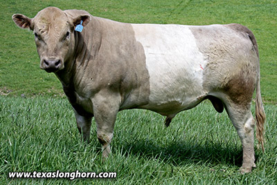 Silver Razor - Photo Number: mj_0915.jpg