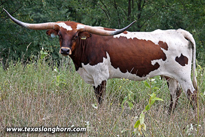 Marked Yell - Photo Number: mj_2114.jpg