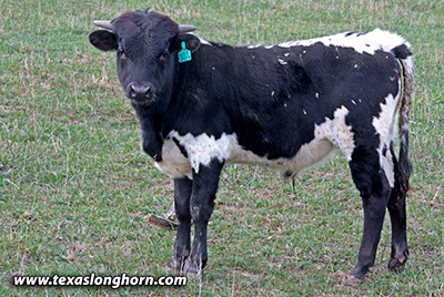 Not Spicy Calf 2024 - Photo Number: mj_3039.jpg
