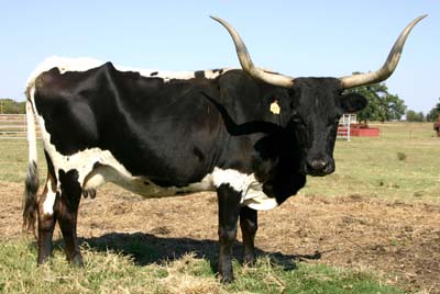 Bold Ranger's Miss Okie - Photo Number: r_4525.jpg