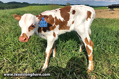 Silent Roman - Photo Number: silent-solo-heifer-20210516.jpg