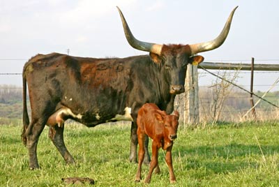 Field Of Lizza - Photo Number: t_1264.jpg