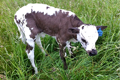 Twisted Thorn Calf 2013 - Photo Number: twistedthorn-2013.jpg