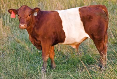 True Edition Calf 2008 - Photo Number: u_3463.jpg