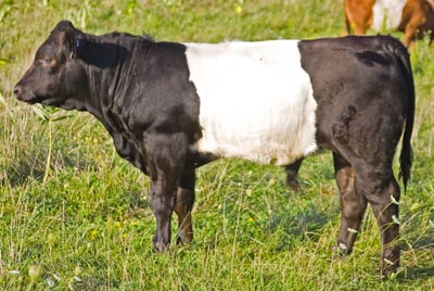Chrome Tally Calf 2009 - Photo Number: v_4239.jpg