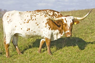 Hay Wire - Photo Number: v_5479.jpg