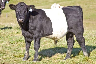 Smoke'N Mandy Calf 2009 - Photo Number: v_5935.jpg