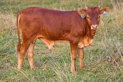 Tamu Calf 2010 - Photo Number: w_3431.jpg