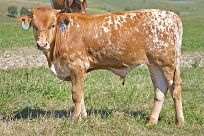Jay Jay Calf 2010 - Photo Number: w_4325.jpg