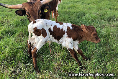 Wah-Ro - Photo Number: wazoo-calf-20210505.jpg