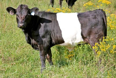 Fun And Smiles Calf 2011 - Photo Number: x_6142.jpg
