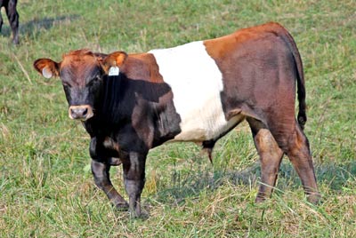 Dip Mo Calf 2011 - Photo Number: x_6326.jpg