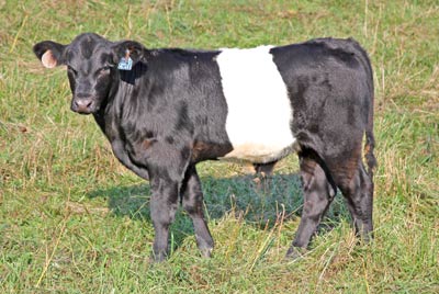Ring Of Cycle calf 2011 - Photo Number: x_6328.jpg