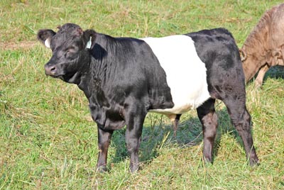 Finular Calf 2011 - Photo Number: x_6330.jpg