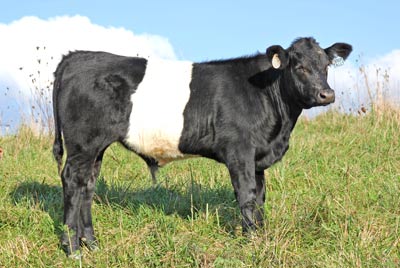Chrome Tally Calf 2011 - Photo Number: x_6341.jpg