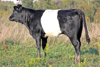 Cycle Fin'Em Calf 2011 - Photo Number: x_6347.jpg
