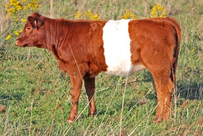 Dipular Calf 2011 - Photo Number: x_6357.jpg