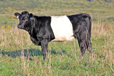 Cycle One Calf 2011 - Photo Number: x_6359.jpg