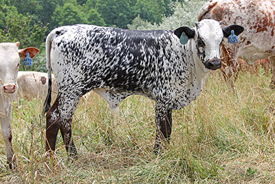Blue Moves Calf 2012 - Photo Number: y_4579.jpg