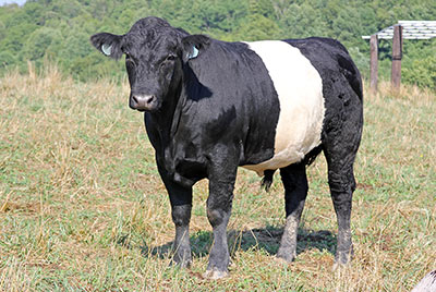 Ring Of Cycle calf 2011 - Photo Number: y_4753.jpg