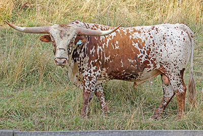 Easy Eddie - Photo Number: y_4932.jpg