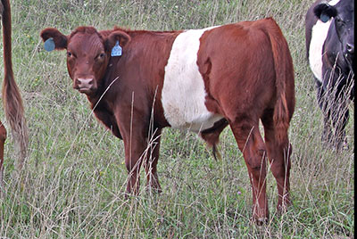 Extra Kick Calf 2012 - Photo Number: y_5324-calf.jpg