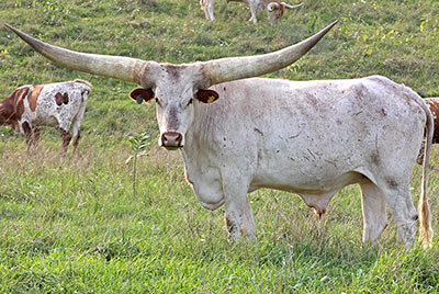 Mugumbe - Photo Number: y_5567.jpg