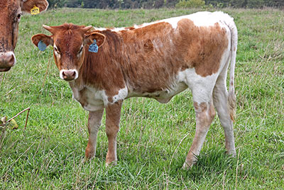 Win Mostly Calf 2012 - Photo Number: y_6646.jpg