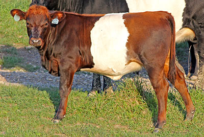 Mo Power - Photo Number: y_6942_calf.jpg