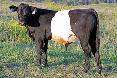 Calley Calf 2012 - Photo Number: y_6950.jpg