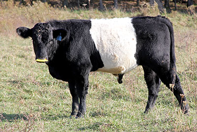 Calley Calf 2013 - Photo Number: z_10720.jpg