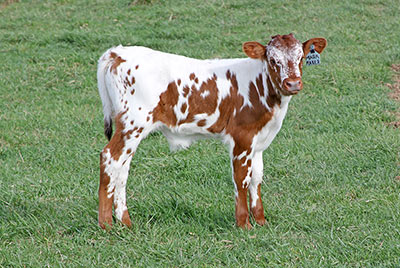 Mark Maker Calf 2013 - Photo Number: z_1203.jpg