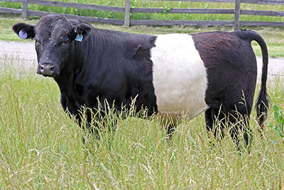 Dip'O Calf 2012 - Photo Number: z_4341.jpg