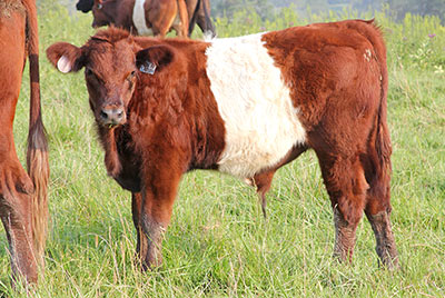 Fun At Saturn Calf 2013 - Photo Number: z_7909.jpg