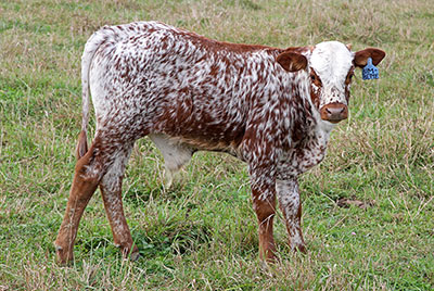 Bimbette Calf 2013 - Photo Number: z_9396.jpg