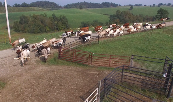 Eight beautiful cows sired by Drag Iron were gathered up close for hand feeding and visuals. All are either over 100" T2T or will be.