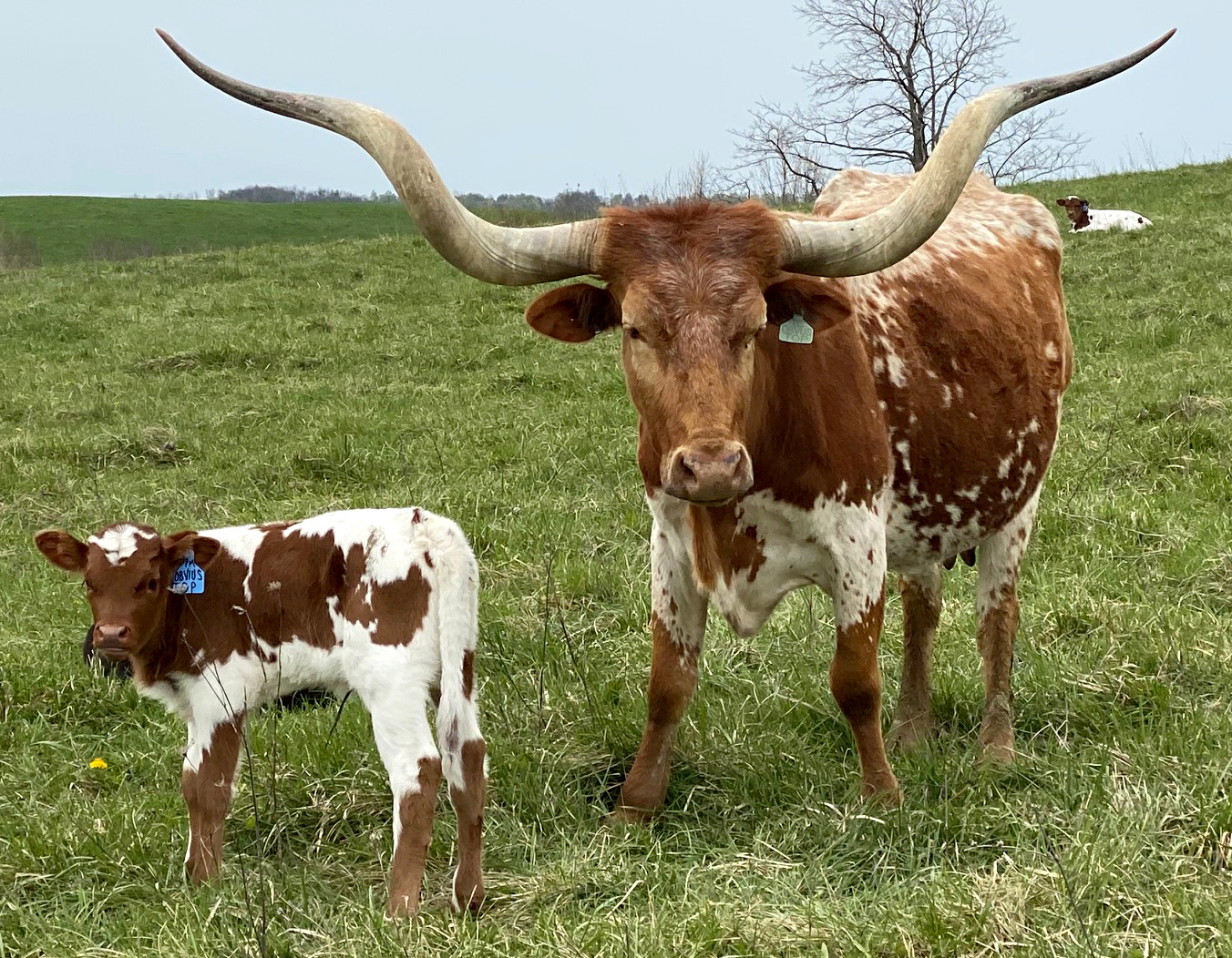 OBVIOUS TOP by Top Caliber. She is a strong twist horned genetic part of the DCC herd.