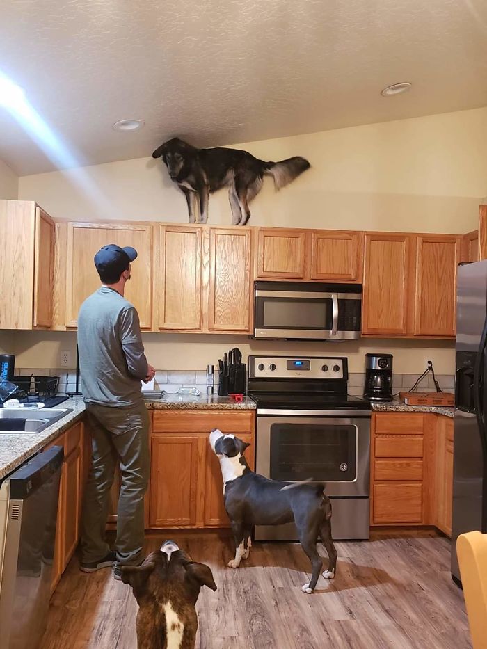 Dog on top of cabinets