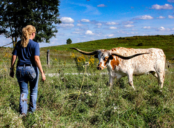 woman and texas longhorn cow