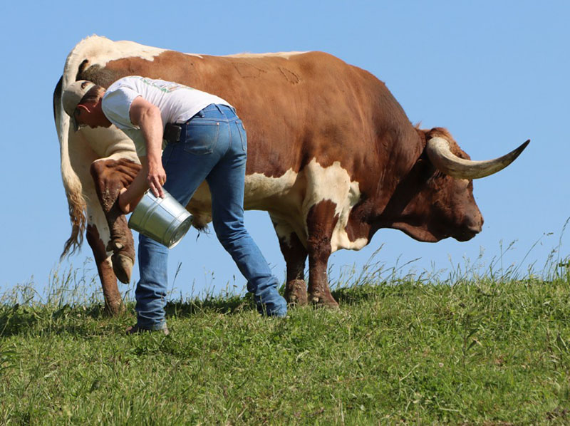 Joel lifting Texas Longhorn Bull foot.