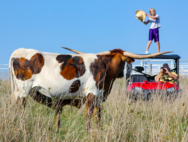 Photo shoot of Texas Longhorn Cow - Girl standing on ATV
