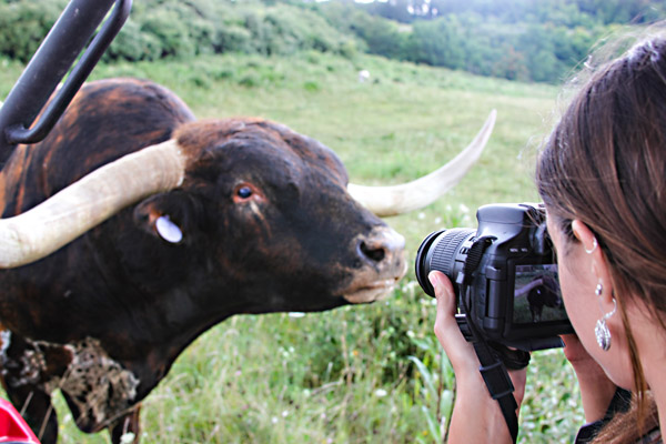 Texas Longhorn Bull Looking into ATV