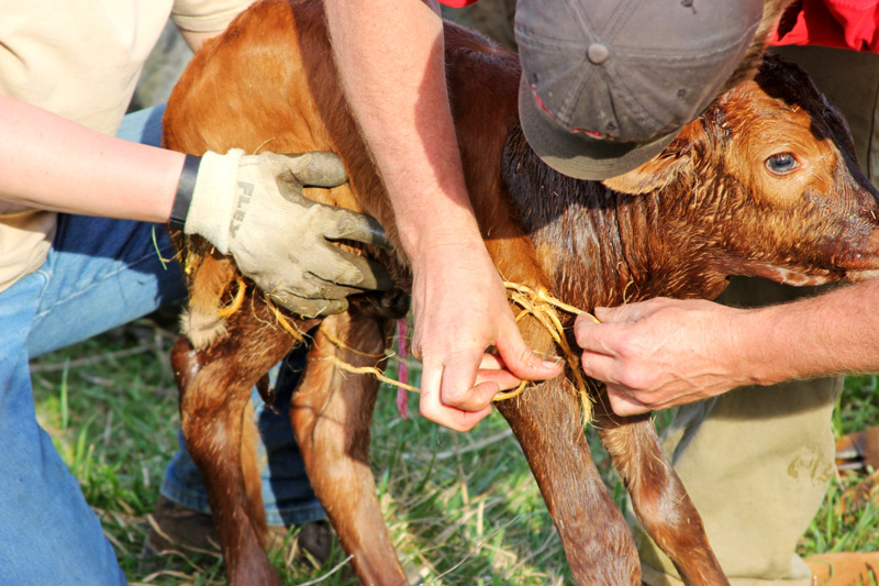 Attaching Hide to Calf