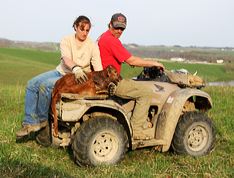 Taking calf to new mother