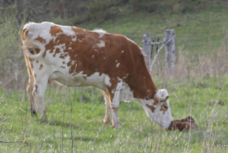 calf and cow united